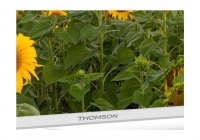 Thomson 32HA2S13W 32 Inch (80 cm) Android TV